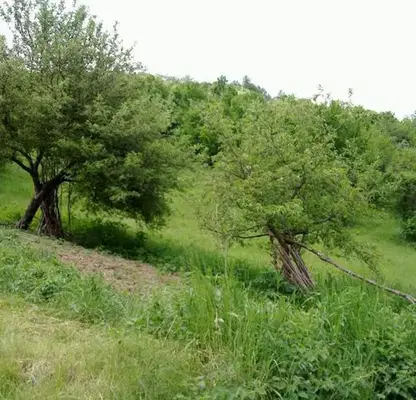 Photo 5 — Plot in Oblast Lovech, Chiflik