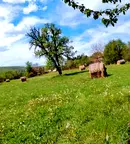 Парцел в Ловеч, с. Стефаново