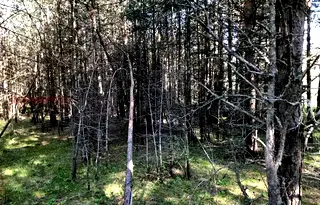 Парцел в Пазарджик, м-т Цигов чарк