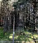 Парцел в Пазарджик, м-т Цигов чарк