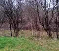 Снимка 5 — Парцел в Перник, с. Дивотино