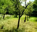 Снимка 2 — Парцел в Пловдив, Карлово
