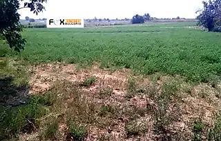 Парцел в Пловдив, Стамболийски