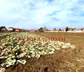 Снимка 2 — Парцел в Пловдив, с. Градина