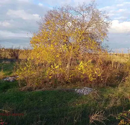 Photo 3 — Plot in Oblast Plovdiv, Yagodovo
