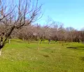 Снимка 4 — Парцел в Силистра, с. Калипетрово
