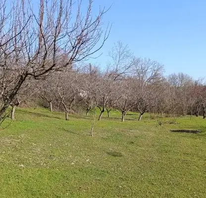 Снимка 4 — Парцел в Силистра, с. Калипетрово