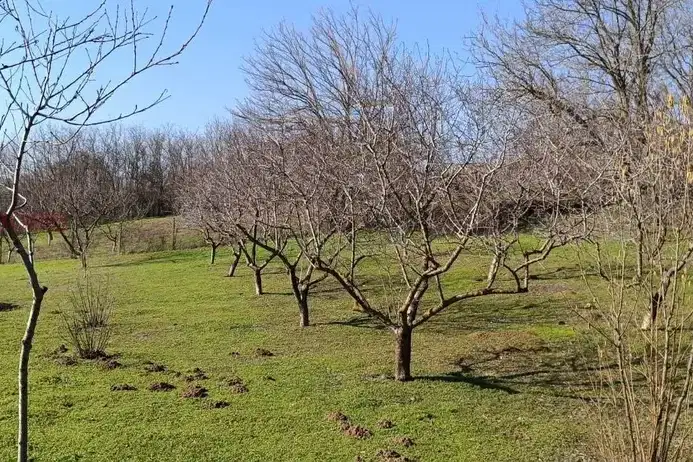 Plot in Oblast Silistra, Kalipetrovo