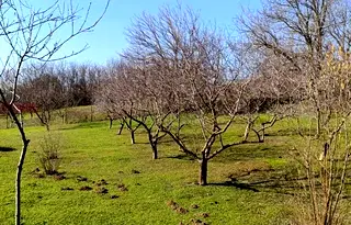 Парцел в Силистра, с. Калипетрово