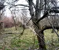 Снимка 4 — Парцел във Велико Търново, Елена