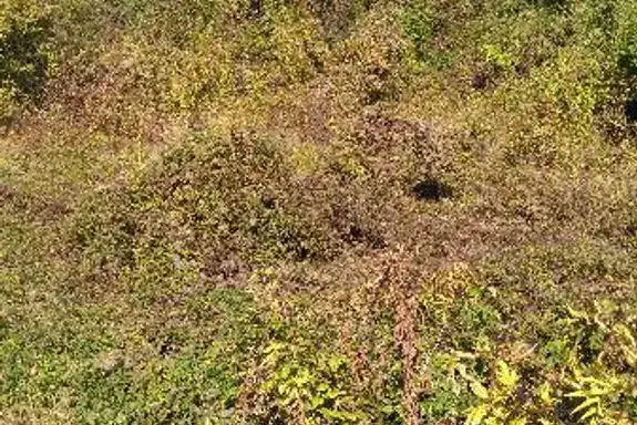 Plot in Oblast Veliko Tyrnovo, Samovodene