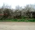 Снимка 3 — Парцел във Видин, с. Покрайна
