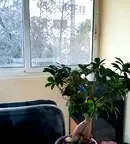 Просторен тристаен апартамент с източно изложение в Гоце Делчев
