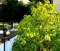 Снимка 2 — Двустаен апартамент в Бургас, Свети Влас