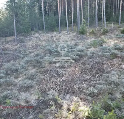 Снимка 4 — Парцел в Благоевград, Банско