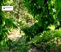 Снимка 2 — Парцел във Варна, Девня