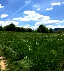 Парцел във Велико Търново, Елена