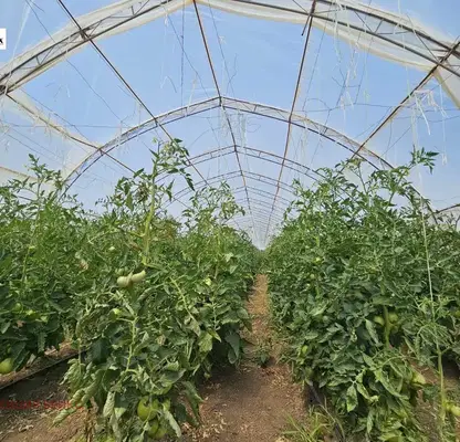 Photo 5 — Plot in Oblast Ruse, Marten