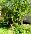 Парцел в Плевен, Широк център