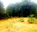 Снимка 5 — Парцел в Благоевград, Разлог