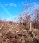 Парцел в Пловдив, с. Брестник