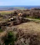 Парцел в Търговище, с. Долна Златица