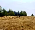 Снимка 4 — Парцел в София, с. Говедарци