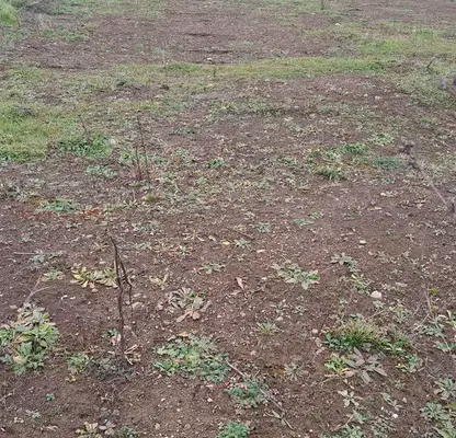Photo 3 — Plot in Oblast Stara Zagora, Hrishteni