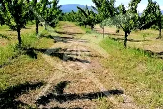 Парцел в Пловдив, с. Йоаким Груево
