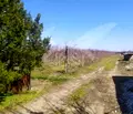 Снимка 2 — Парцел в Пловдив, с. Калековец