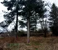 Снимка 2 — Парцел в Перник, с. Касилаг