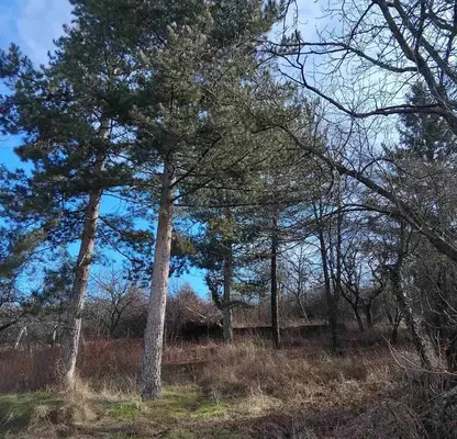 Снимка 2 — Парцел в Перник, с. Касилаг