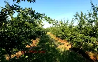 Парцел в Пловдив, с. Маноле