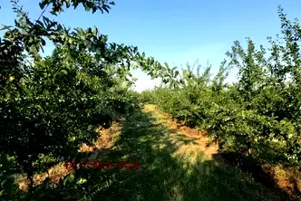 Парцел в Пловдив, с. Маноле