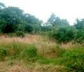 Снимка 4 — Парцел в Шумен, с. Марково