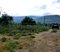 Снимка 4 — Парцел в Добрич, с. Оброчище