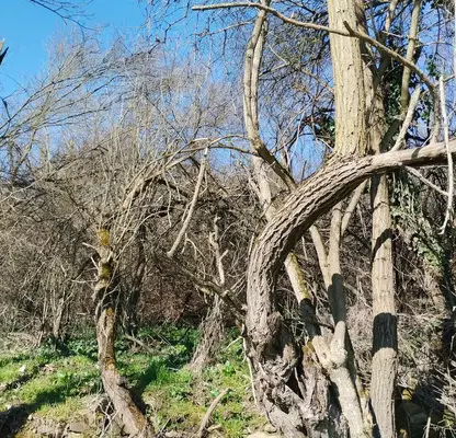 Photo 3 — Plot in Oblast Gabrovo, Slaveikovo