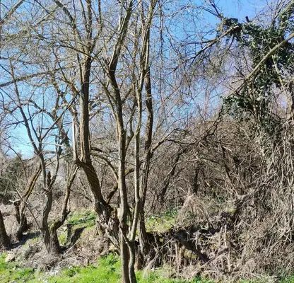 Photo 4 — Plot in Oblast Gabrovo, Slaveikovo