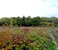 Снимка 3 — Парцел във Велико Търново, с. Велчево