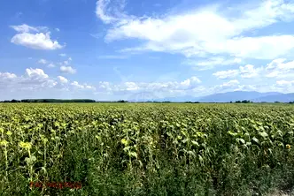 Парцел в Пловдив, с. Ягодово
