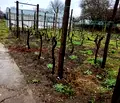 Снимка 5 — Парцел в Добрич, с. Златия