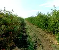 Снимка 2 — Земеделски имот в Бургас, Ахелой