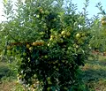 Снимка 4 — Земеделски имот в Бургас, Ахелой