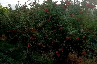 Земеделски имот в Бургас, Ахелой