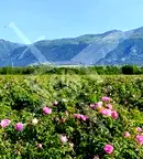 Земеделски имот в Пловдив, Карлово