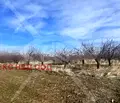 Снимка 3 — Земеделски имот в Пловдив, с. Цалапица