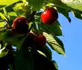 Снимка 2 — Земеделски имот в Ловеч, с. Изворче