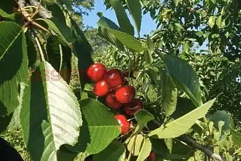 Земеделски имот в Ловеч, с. Изворче