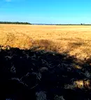 Земеделски имот в Добрич, с. Малка Смолница