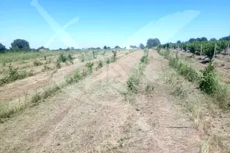 Земеделски имот в Пловдив, с. Марково